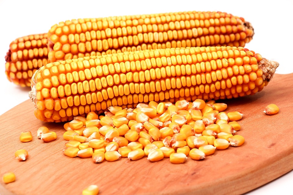 best maize exporter in Hyderabad